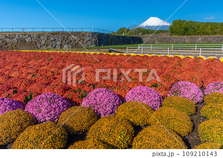 富士山 色鮮やかな菊畑 富士山 色鮮やかな菊畑 109210143