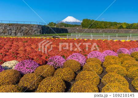 富士山　色鮮やかな菊畑 109210145