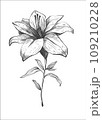 White lily flower blossom. Isolated vector botanical illustration retro, vintage, hand drawn, black and white, outline. For wedding invitation, card, print, tattoo. Japanese style. 109210228
