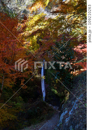 埼玉県皆野町　深まる秋の神秘的な秩父華厳の滝 109210263
