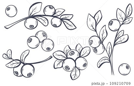 Hand drawn set of wild blueberries Hand drawn set of wild blueberries 109210709
