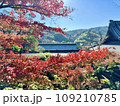 晴れの紅葉 109210785