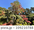 紅葉に彩られた唐招提寺の境内 109210788