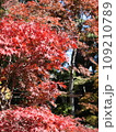 真っ赤な紅葉 109210789