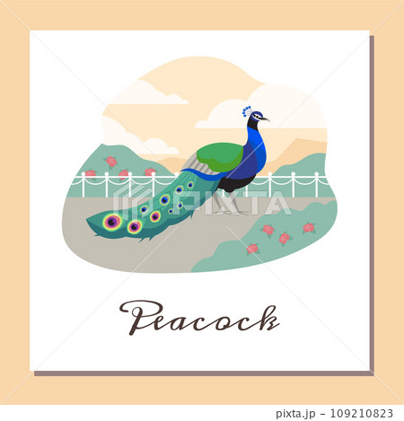 Beautiful peacock with put down amazing tail, bird with ornamental feathers, decorative plumage vector peafowl poster Beautiful peacock with put down amazing tail, bird with ornamental feathers, decorative plumage vector peafowl poster 109210823