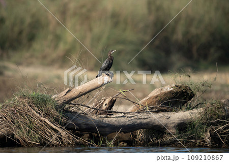 Little Cormorant Perched on some Driftwood 109210867