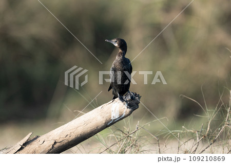 Little Cormorant Perched on some Driftwood 109210869