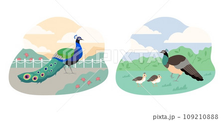 Peacocks family, beautiful colorful birds, vector cartoon illustration on white 109210888