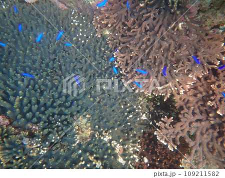 珊瑚の上を泳ぐ青いルリスズメダイ 109211582