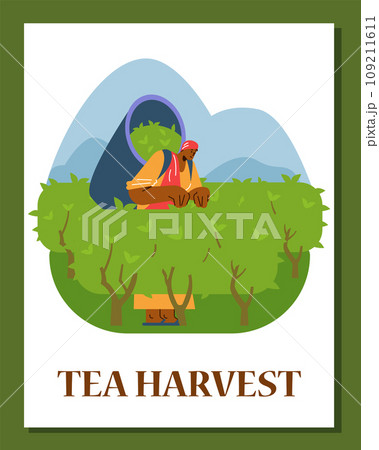Tea harvest, card with man on the plantation, flat vector illustration Tea harvest, card with man on the plantation, flat vector illustration 109211611