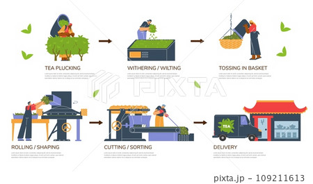 Stages of tea harvesting flat style, vector illustration 109211613
