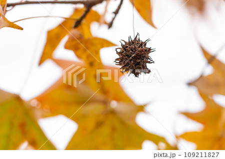 モミジバフウの果実・冬 イメージ 109211827