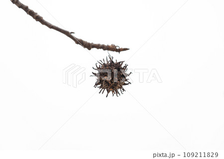 モミジバフウの果実・冬 イメージ 109211829