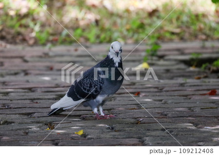 The pigeon bird is rest in the garden The pigeon bird is rest in the garden 109212408