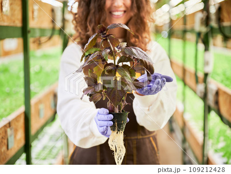 Close up of gardener holding pot with basil and smiling while standing in greenhouse. Smiling woman in rubber garden gloves with leafy plant in hands on blurred background. 109212428