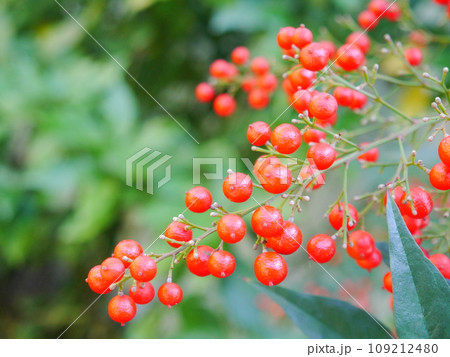 真っ赤に色付いた南天の実 109212480