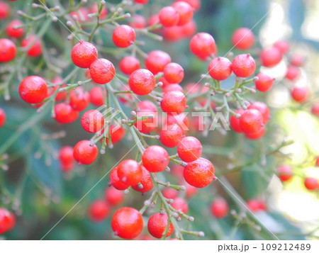 真っ赤に色付いた南天の実 109212489