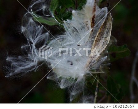 キョウチクトウ科コバノカモメヅルの種子散布 109212657