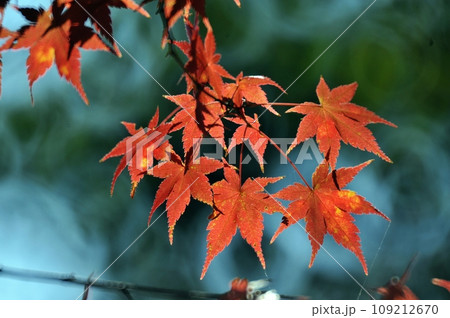 秋の季節を彩る紅葉 109212670