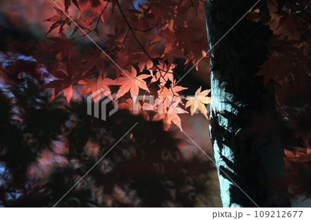 秋の季節を彩る紅葉 秋の季節を彩る紅葉 109212677