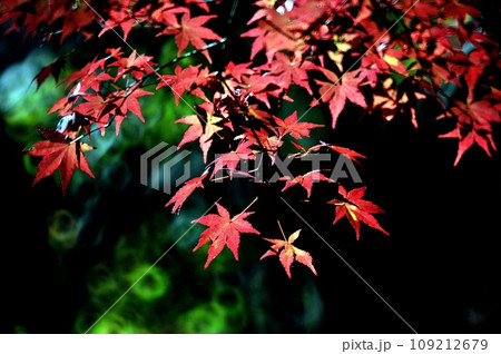 秋の季節を彩る紅葉 109212679