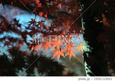 秋の季節を彩る紅葉 109212681