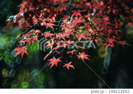 秋の季節を彩る紅葉 109212682