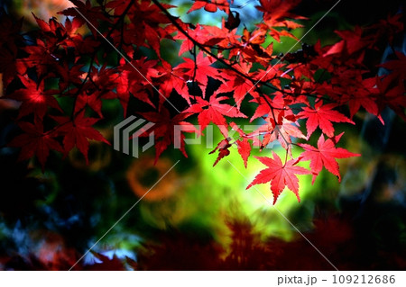 秋の季節を彩る紅葉 109212686