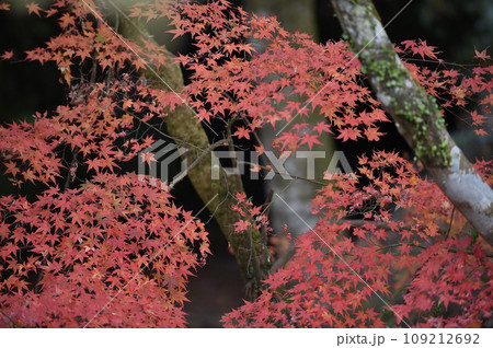 秋の季節を彩る紅葉 109212692