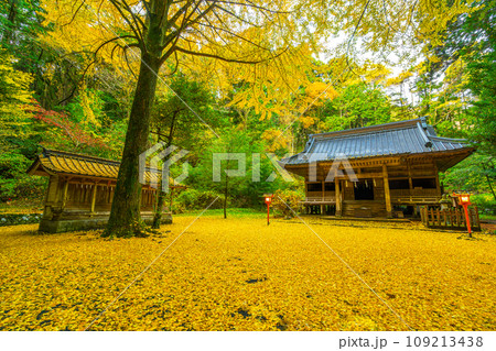 秋の二岡神社　黄色いイチョウの絨毯　　 109213438