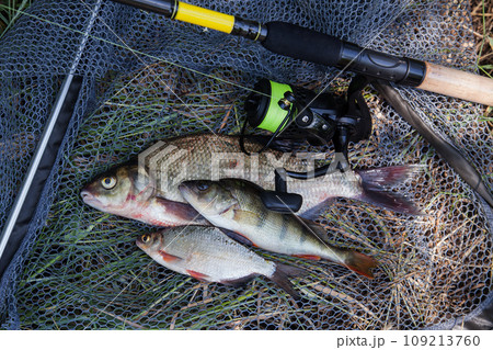 Assort kinds of fish -  freshwater common bream, common perch or European perch, white bream or silver bream and fishing rod with reel on black fishing net.. 109213760