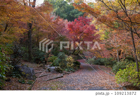 紅葉 紅葉 109213872
