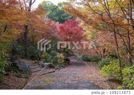 紅葉 紅葉 109213873
