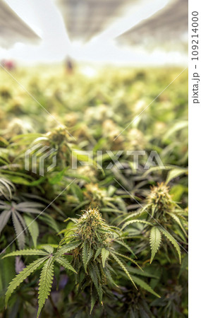 Marijuana shoots in a medical lab where they are growing cannabis for research into making medicine Marijuana shoots in a medical lab where they are growing cannabis for research into making medicine 109214000
