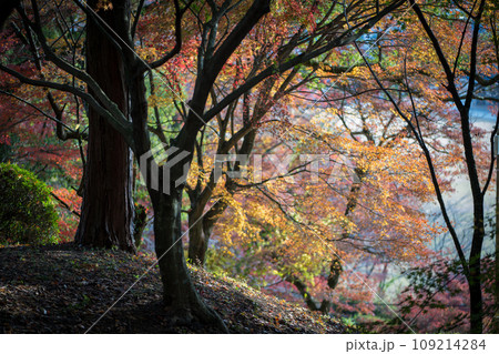 秋の紅葉が美し菊池神社の風景 109214284