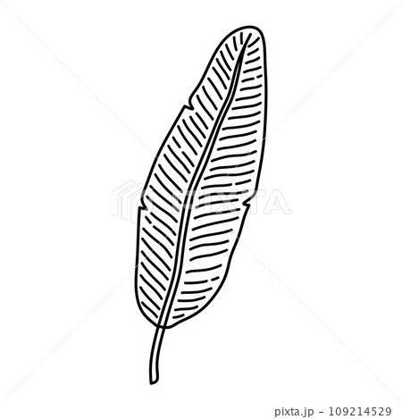 Tropical banana leaf 109214529