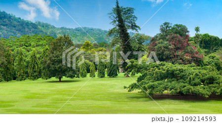 A botanical garden with vast lawns and rare plants. Kandy, Sri Lanka. Wide photo. 109214593