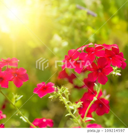 Bright phlox flowers against the backdrop of the summer garden. Bright phlox flowers against the backdrop of the summer garden. 109214597