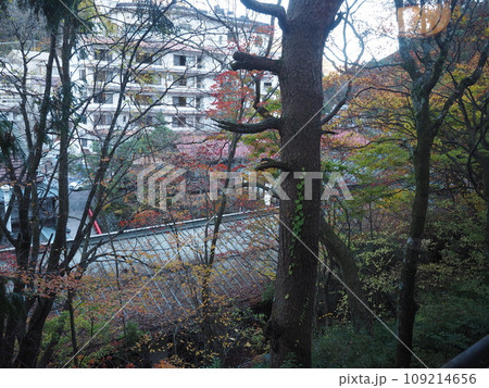 八場ダムの秋景色 109214656