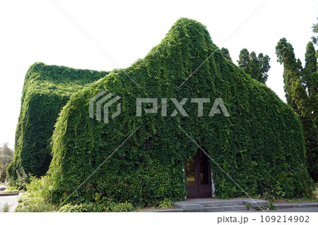 Kiev, Ukraine August 23, 2020: A loach plant grows, covering the entire building on the territory of the Exhibition Complex of Achievements of the National Economy in the city of Kiev 109214902