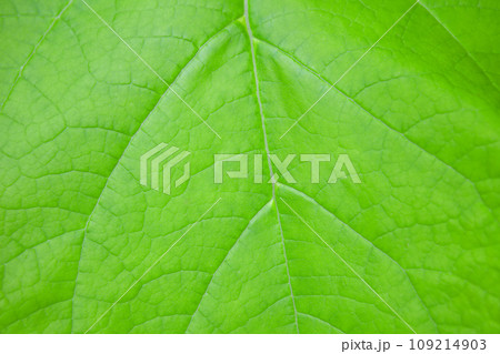 green leaf texture for wallpaper. background texture green leaf structure macro photography 109214903