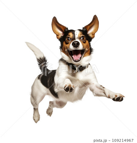 Joyful happy dog jumping into the air 109214967