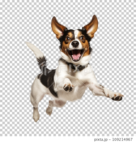 Joyful happy dog jumping into the air 109214967