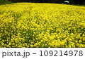 菜の花畑のある風景 109214978