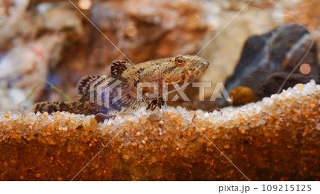 水族館で撮影したドンコ 水族館で撮影したドンコ 109215125