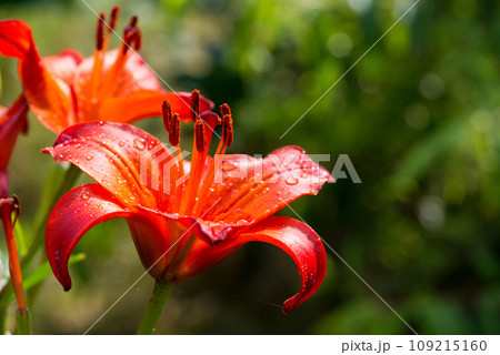 Close-up of an orange lily against a green spring garden background. Selective focus. 109215160