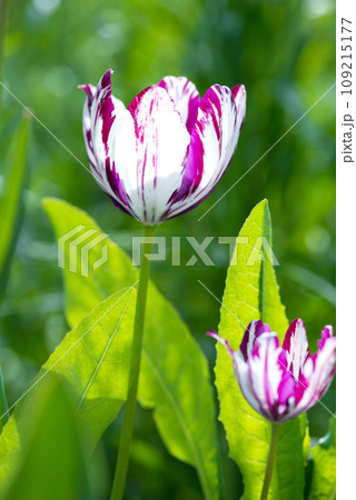 Blooming white and purple tulips in a spring garden. Selective focus. 109215177