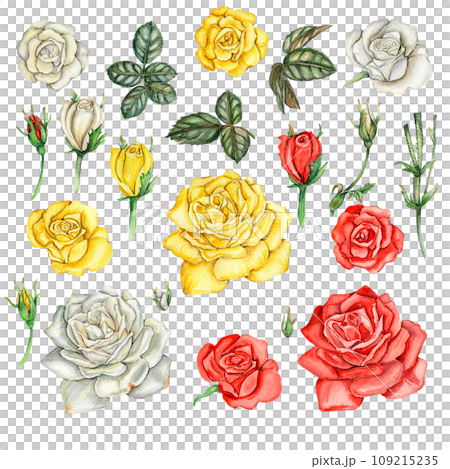 Watercolor hand drawn set of roses and leaves. The collection of garden flowers, leaves, twigs, botanical illustration. Rose bud. Design elements for cards, posters, design for wedding invitation Watercolor hand drawn set of roses and leaves. The collection of garden flowers, leaves, twigs, botanical illustration. Rose bud. Design elements for cards, posters, design for wedding invitation 109215235