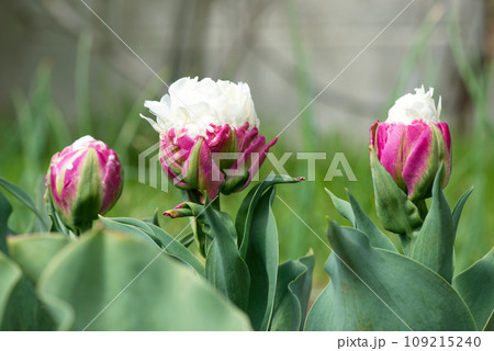 Ice cream kind exotic tulip -  unusual Netherlands sort - flowering in a rural garden. 109215240