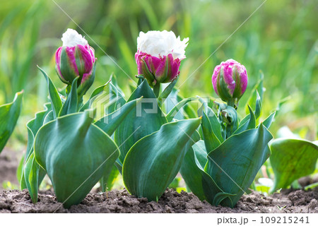Ice cream kind exotic tulip -  unusual Netherlands sort - flowering in a rural garden. Ice cream kind exotic tulip -  unusual Netherlands sort - flowering in a rural garden. 109215241